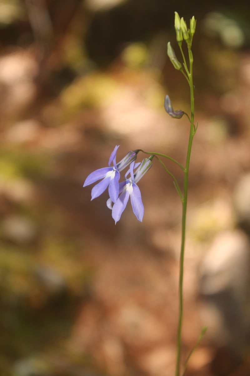 Lobelia ehrenbergii photo 4
