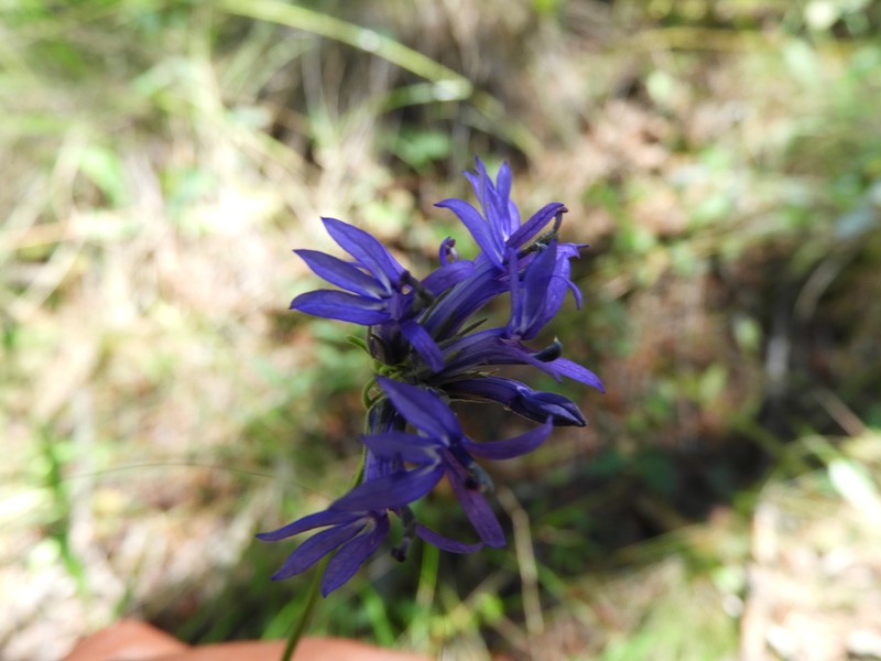 Lobelia ehrenbergii photo 5