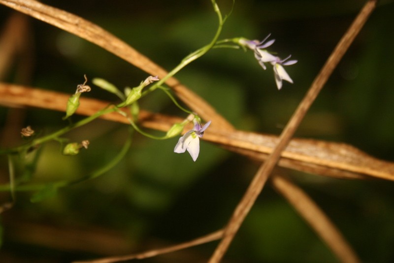 Lobelia ehrenbergii photo 6