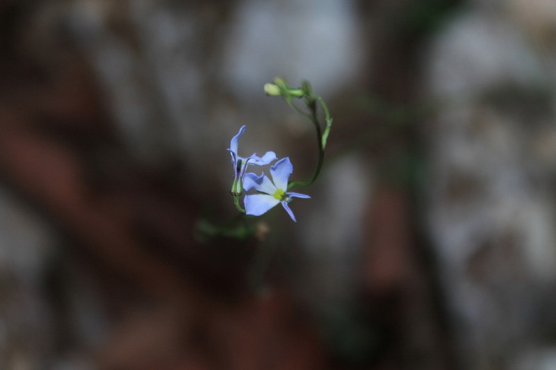 Lobelia ehrenbergii photo 7