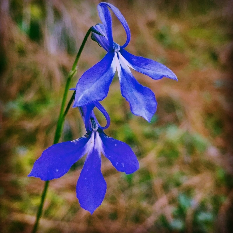 Lobelia ehrenbergii photo 8