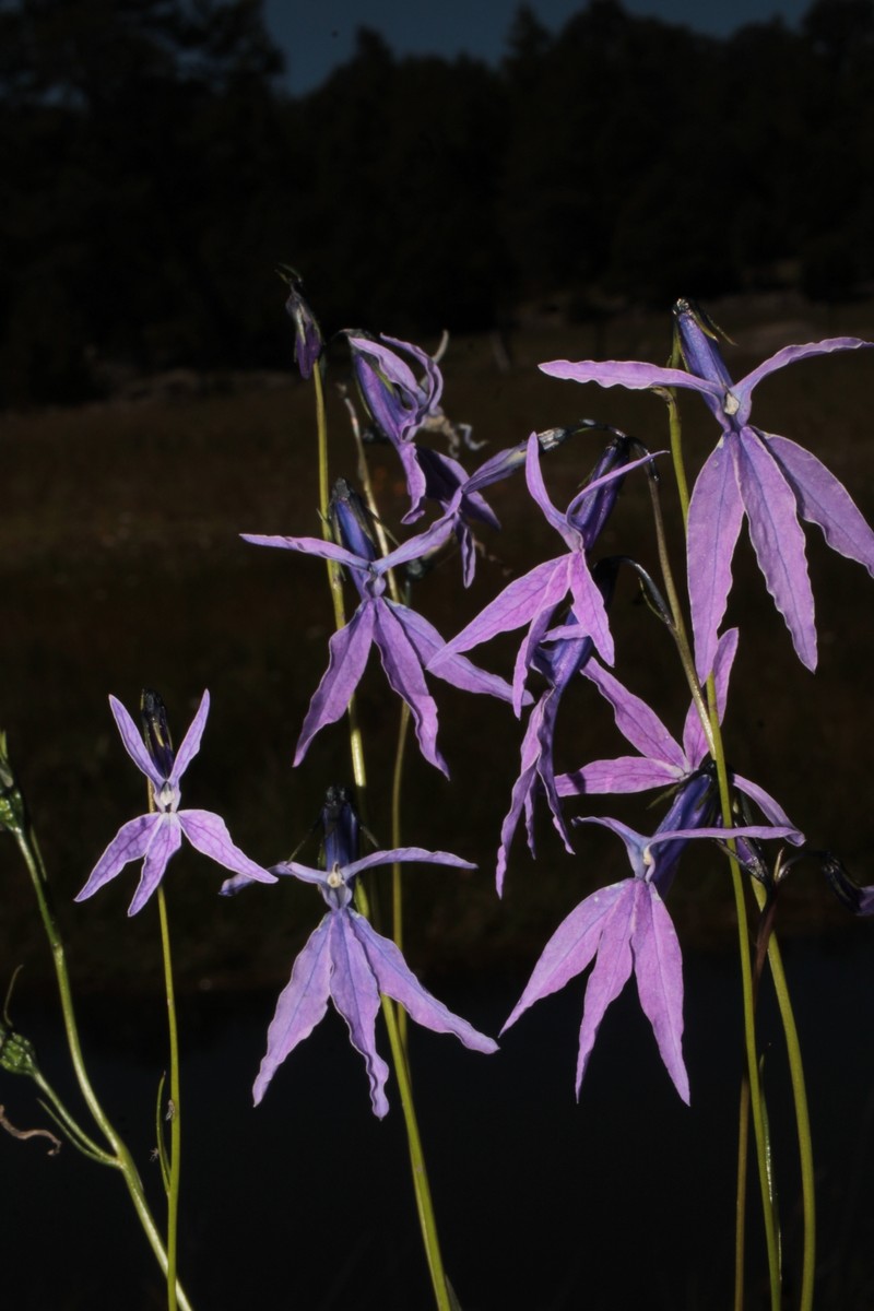 Lobelia ehrenbergii subsp. gracilens