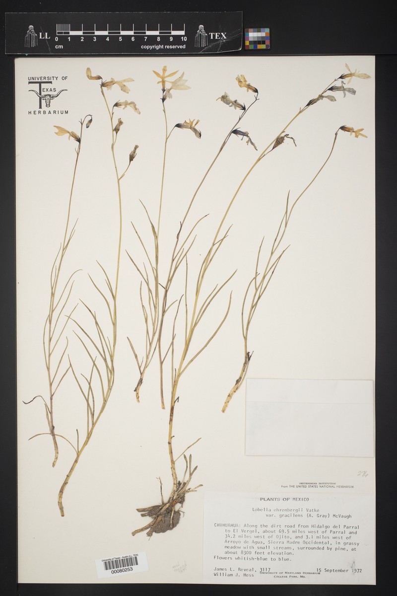 Lobelia ehrenbergii subsp. gracilens photo 2