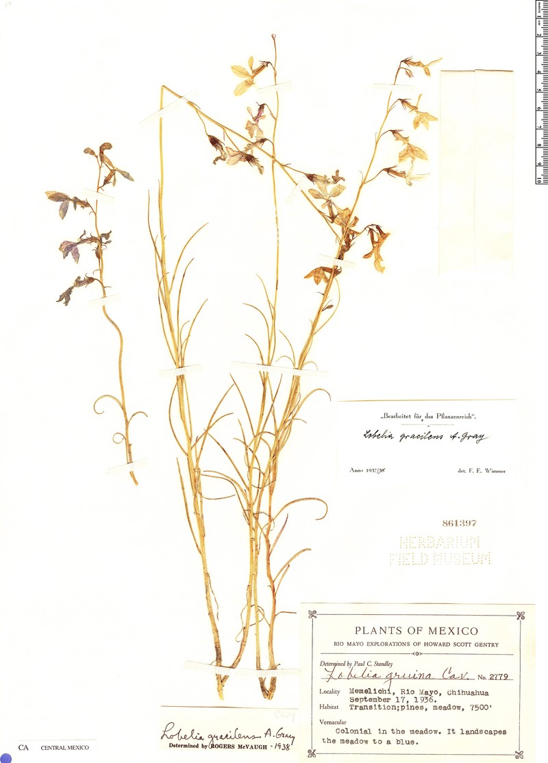 Lobelia ehrenbergii subsp. gracilens photo 3