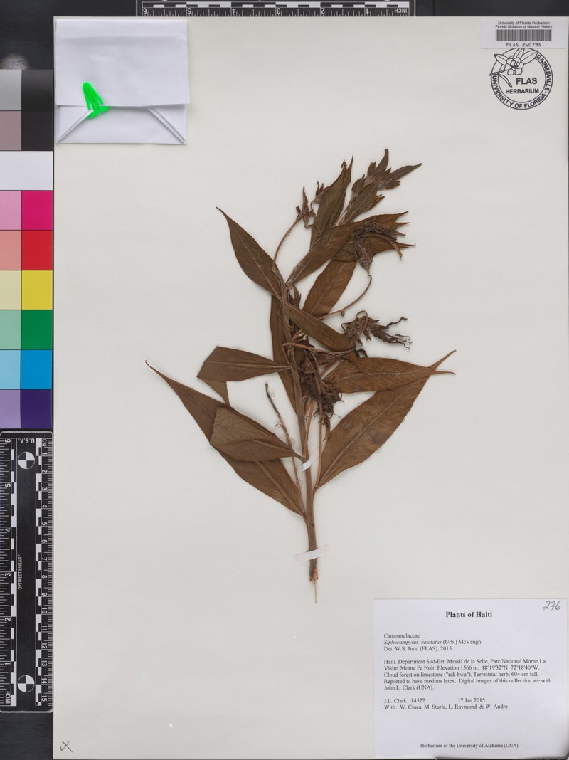 Lobelia ekmanii