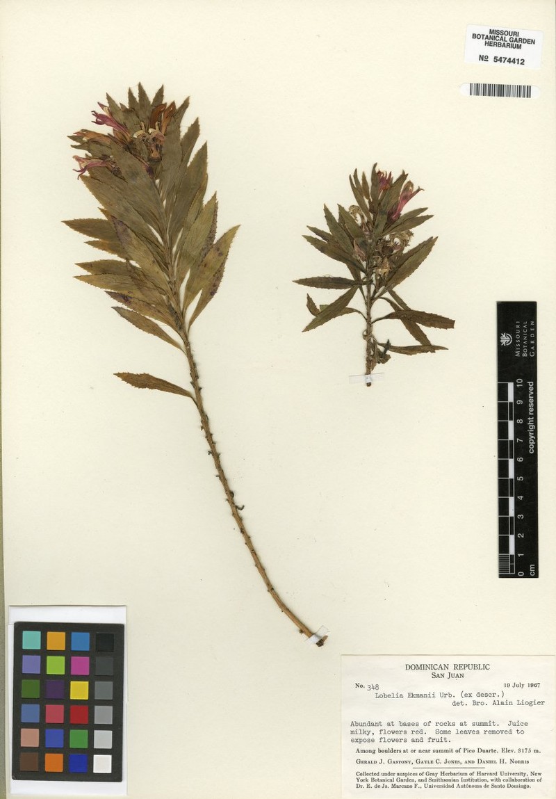 Lobelia ekmanii photo 2