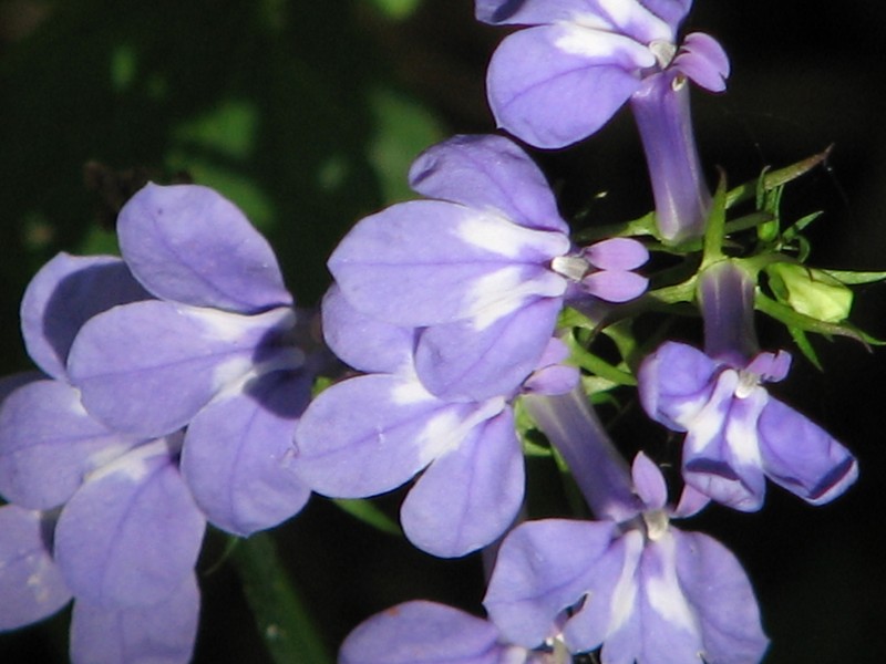 Longleaf Lobelia