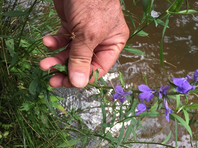 Longleaf Lobelia