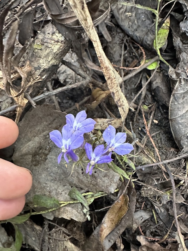 Longleaf Lobelia photo 2