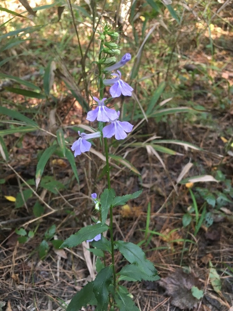 Longleaf Lobelia photo 3