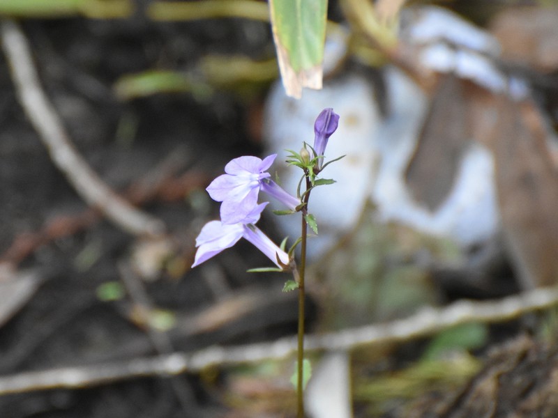 Longleaf Lobelia photo 4