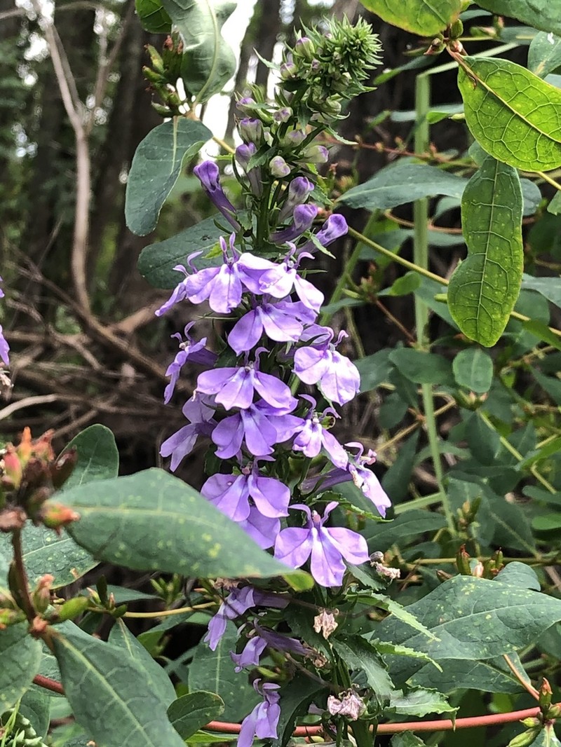 Longleaf Lobelia photo 5