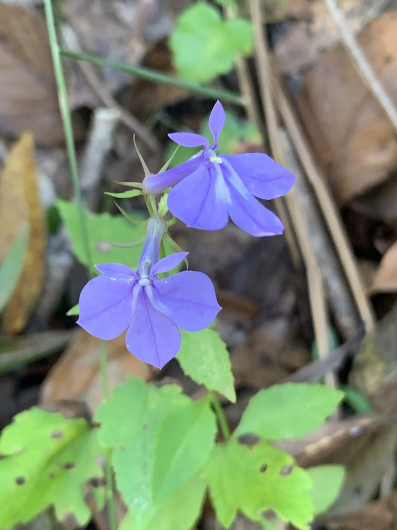Longleaf Lobelia photo 6
