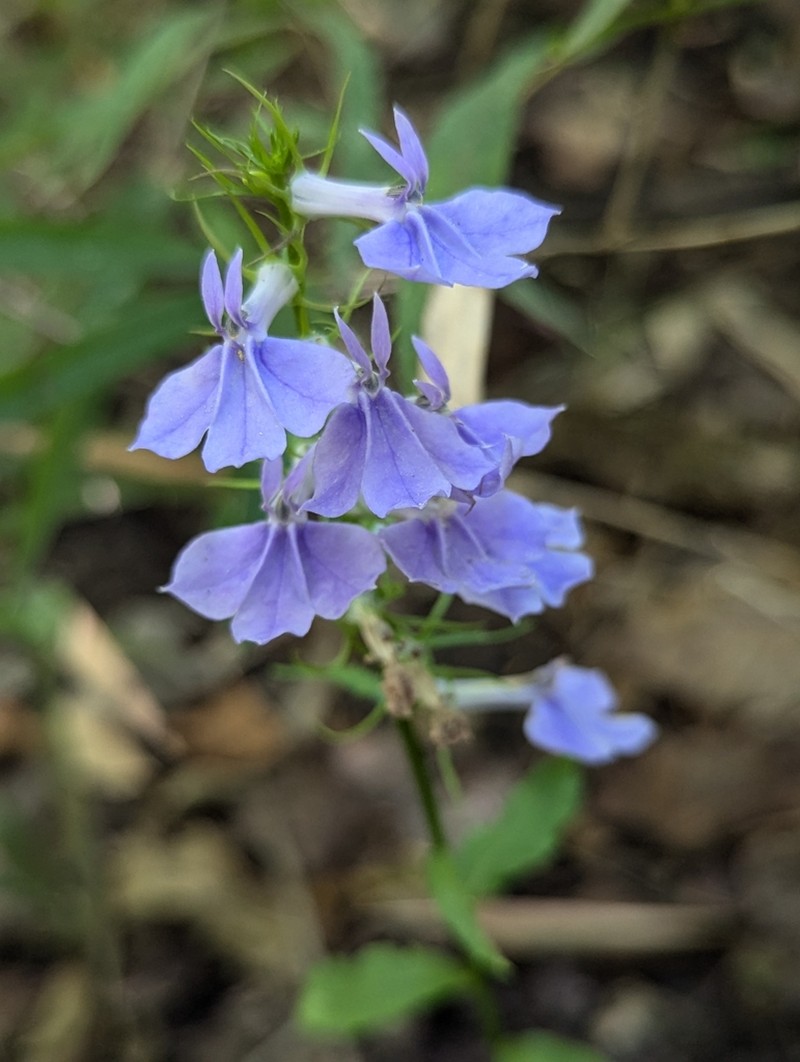 Longleaf Lobelia photo 7