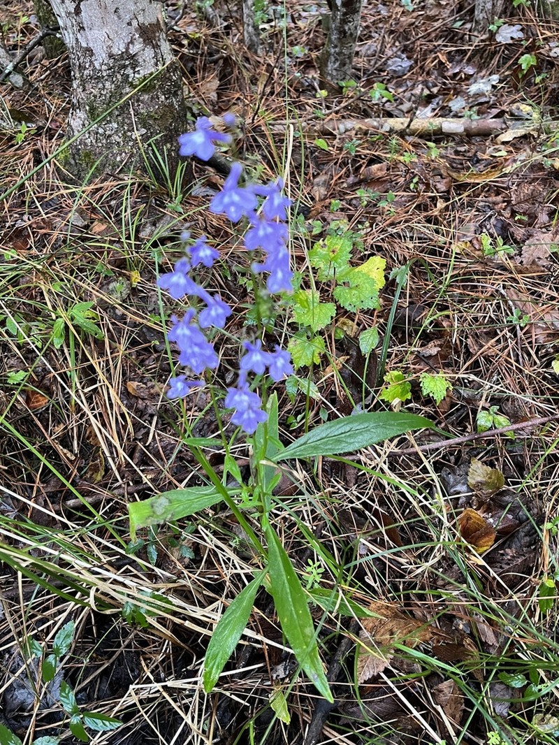 Longleaf Lobelia photo 8
