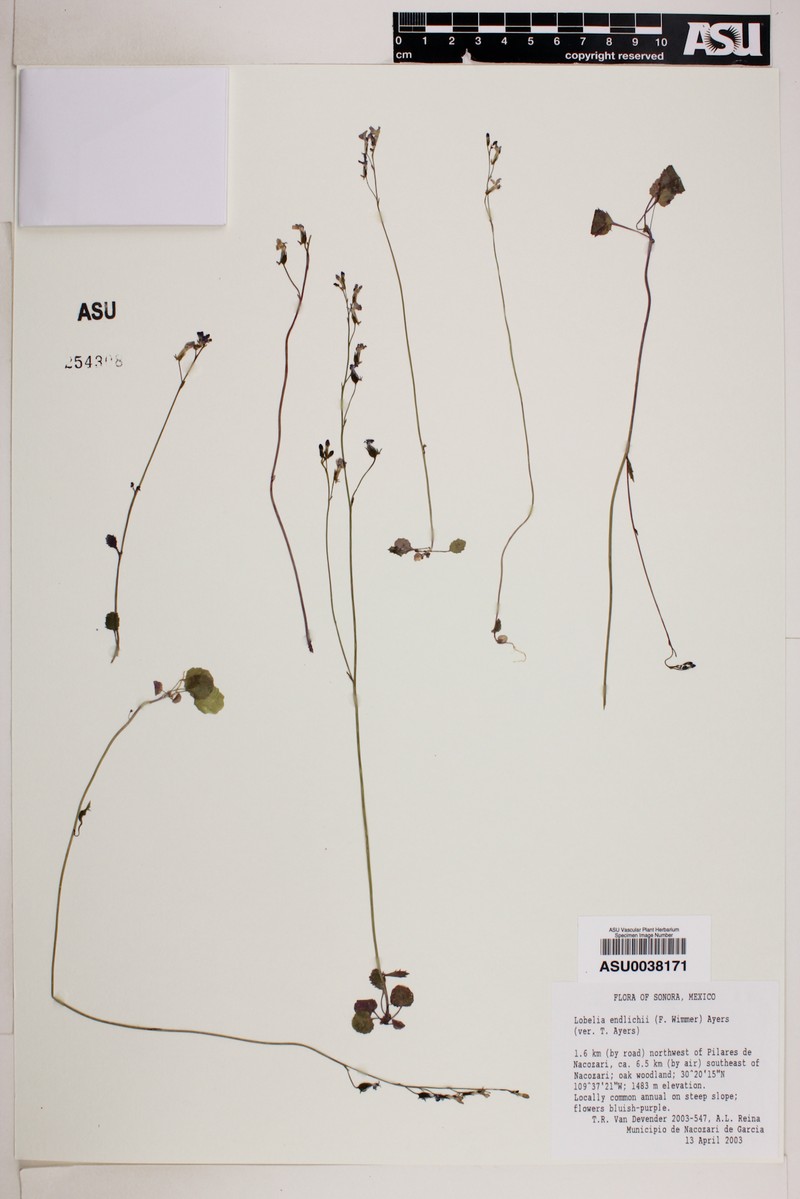 Lobelia endlichii