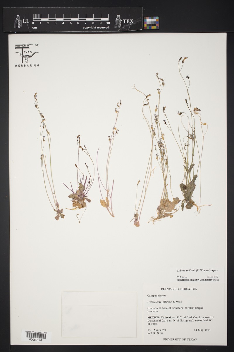 Lobelia endlichii photo 2