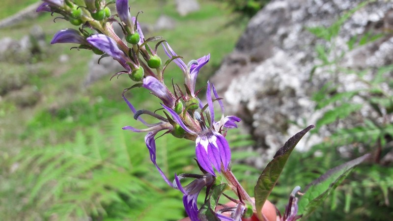 Lobelia erectiuscula photo 2