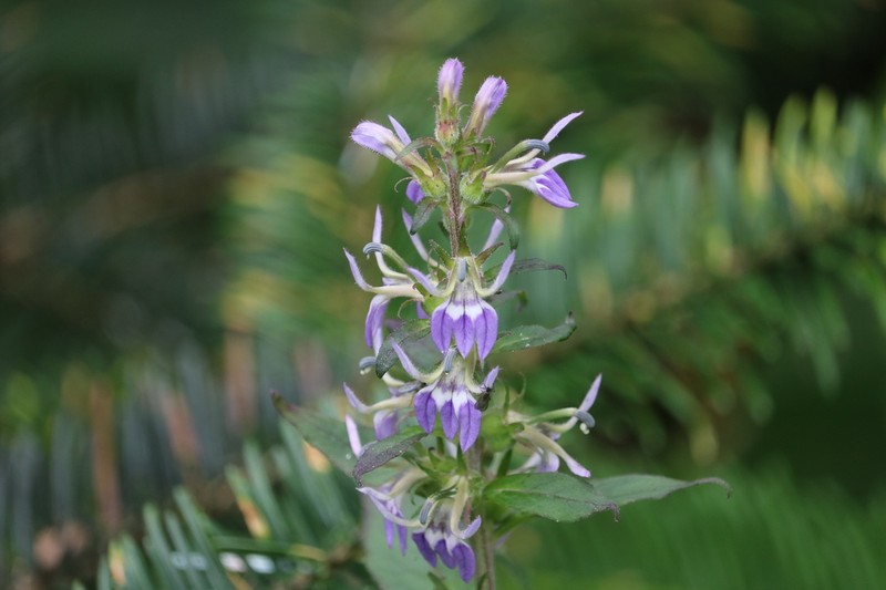 Lobelia erectiuscula photo 3