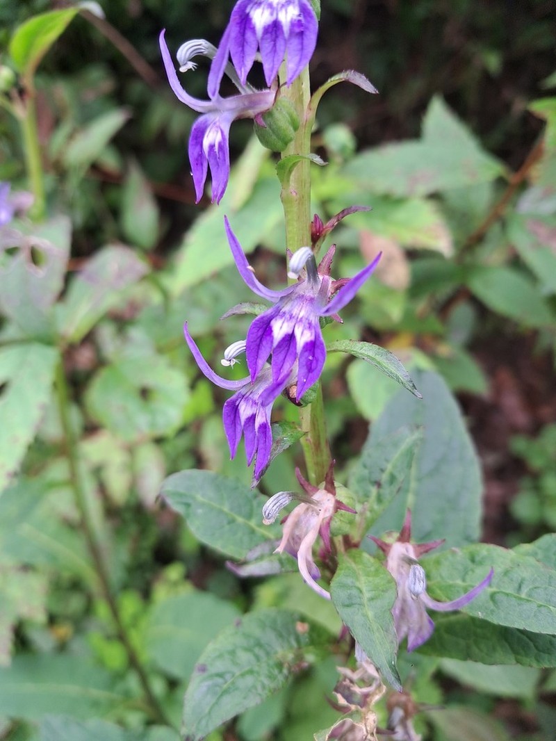 Lobelia erectiuscula photo 4