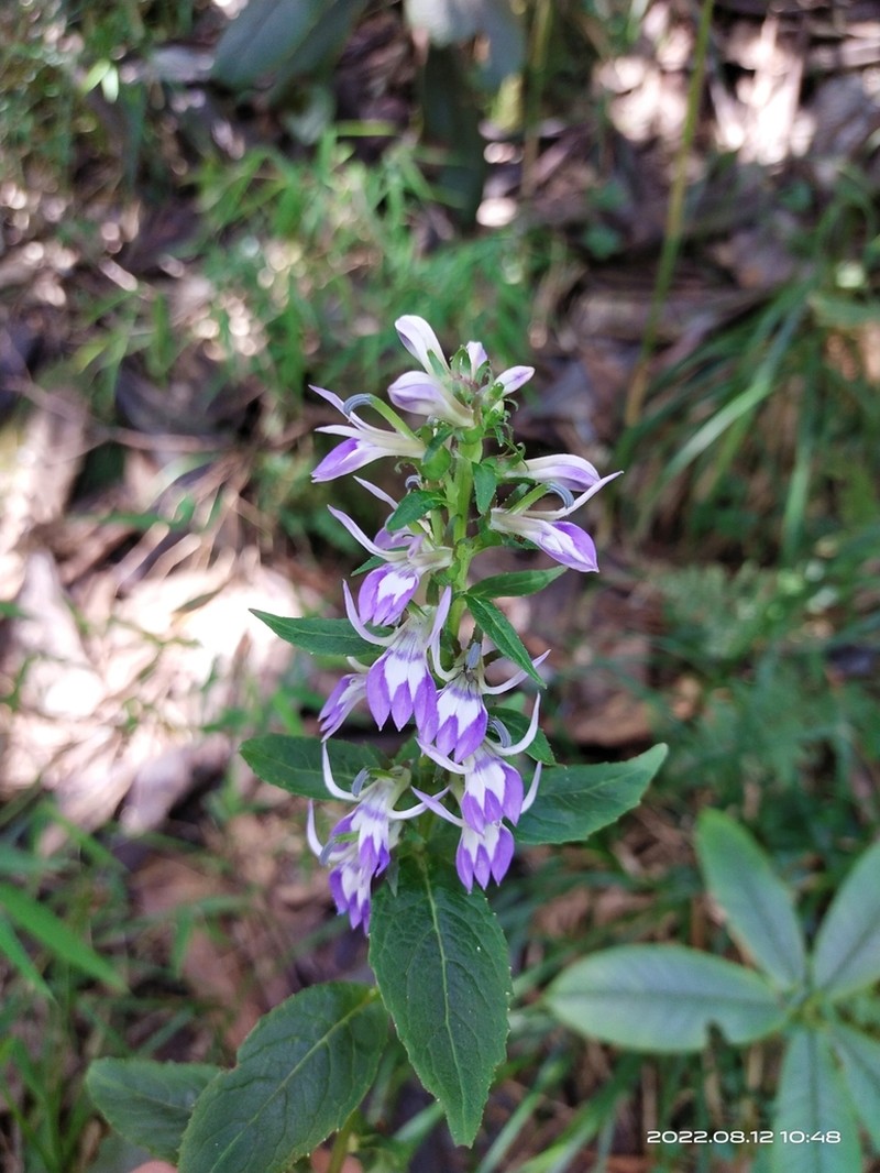 Lobelia erectiuscula photo 5