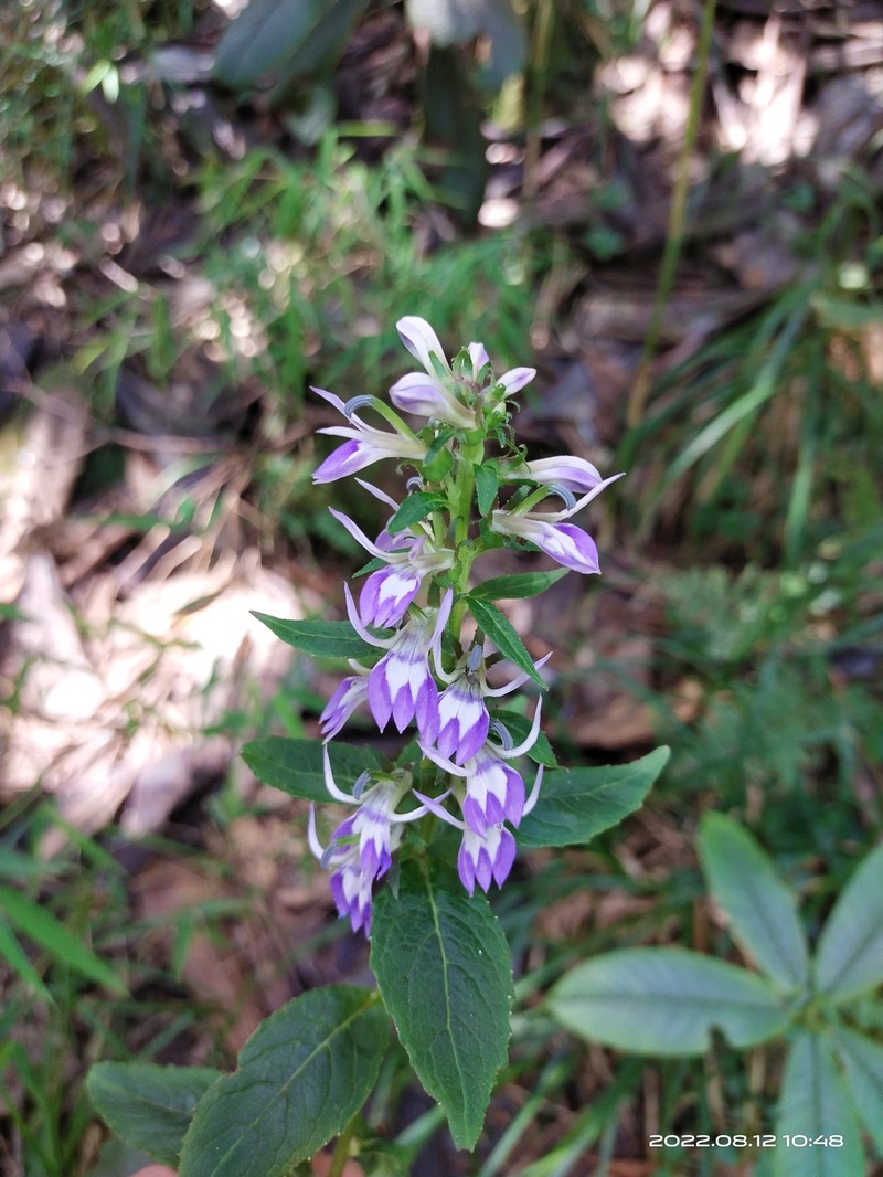 Lobelia erectiuscula photo 6