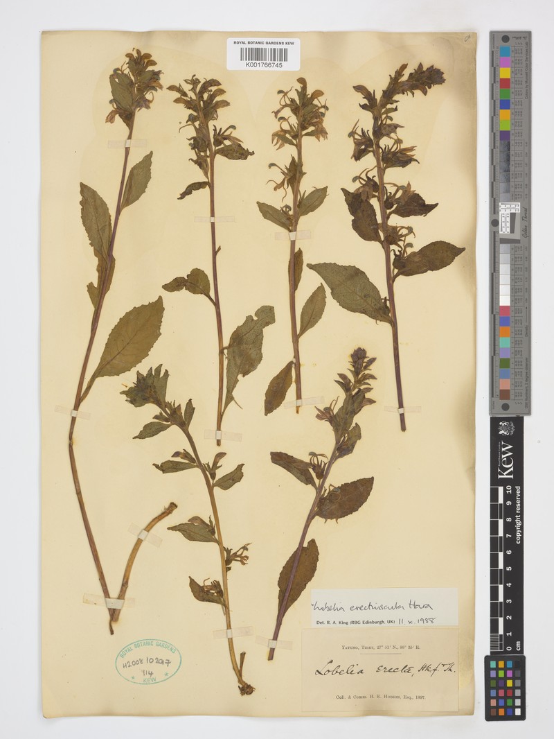 Lobelia erectiuscula photo 7