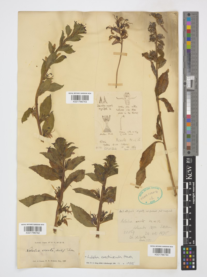 Lobelia erectiuscula photo 8