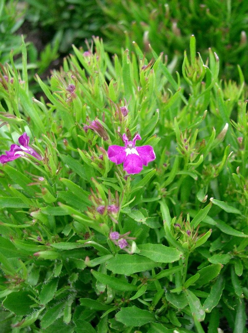 Edging Lobelia photo 2