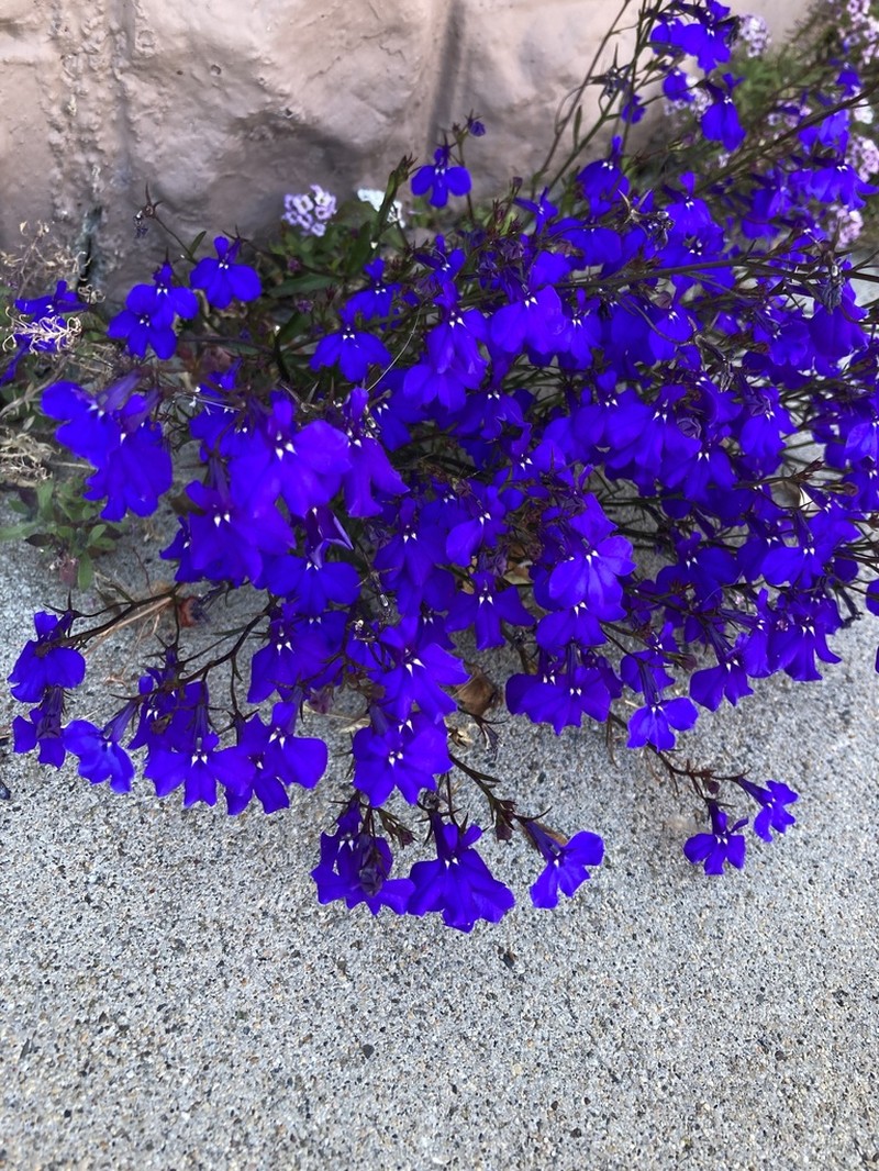 Edging Lobelia photo 3