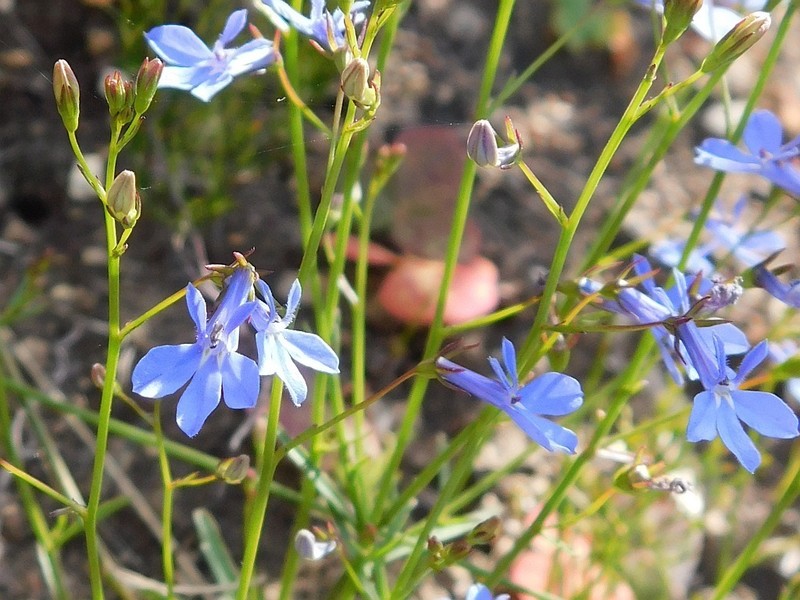 Edging Lobelia photo 4