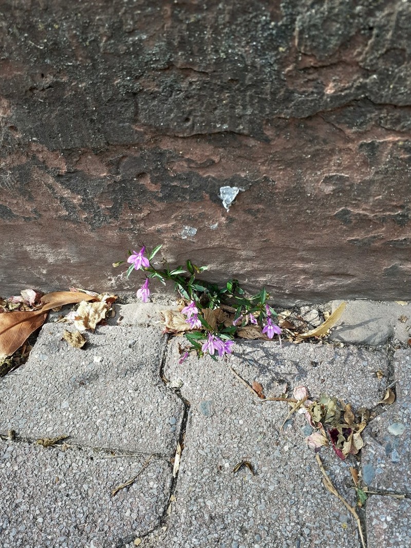 Edging Lobelia photo 5