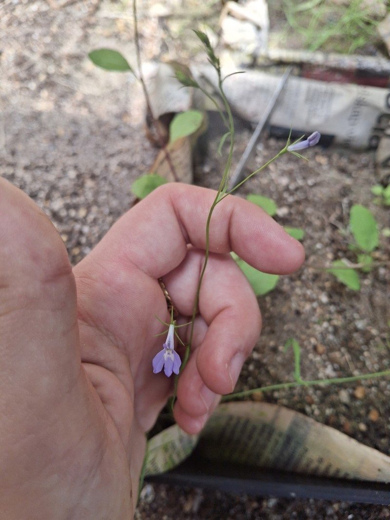 Edging Lobelia photo 6