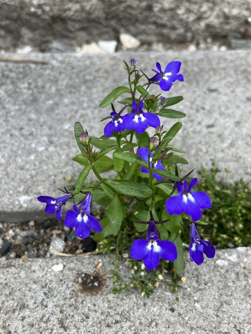 Edging Lobelia photo 7