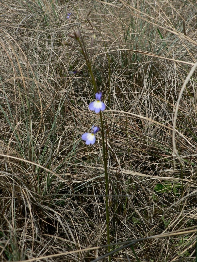 Edging Lobelia photo 8