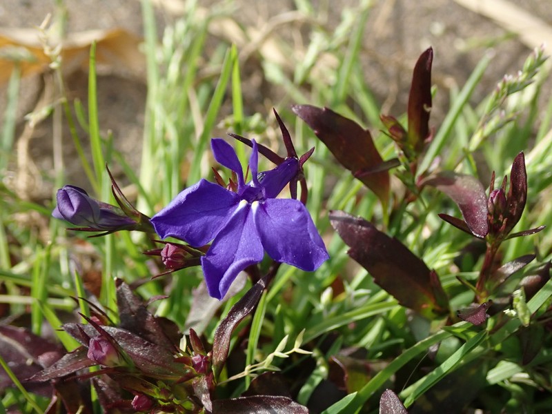 Edging Lobelia photo 5