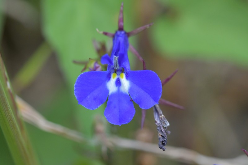 Edging Lobelia photo 2