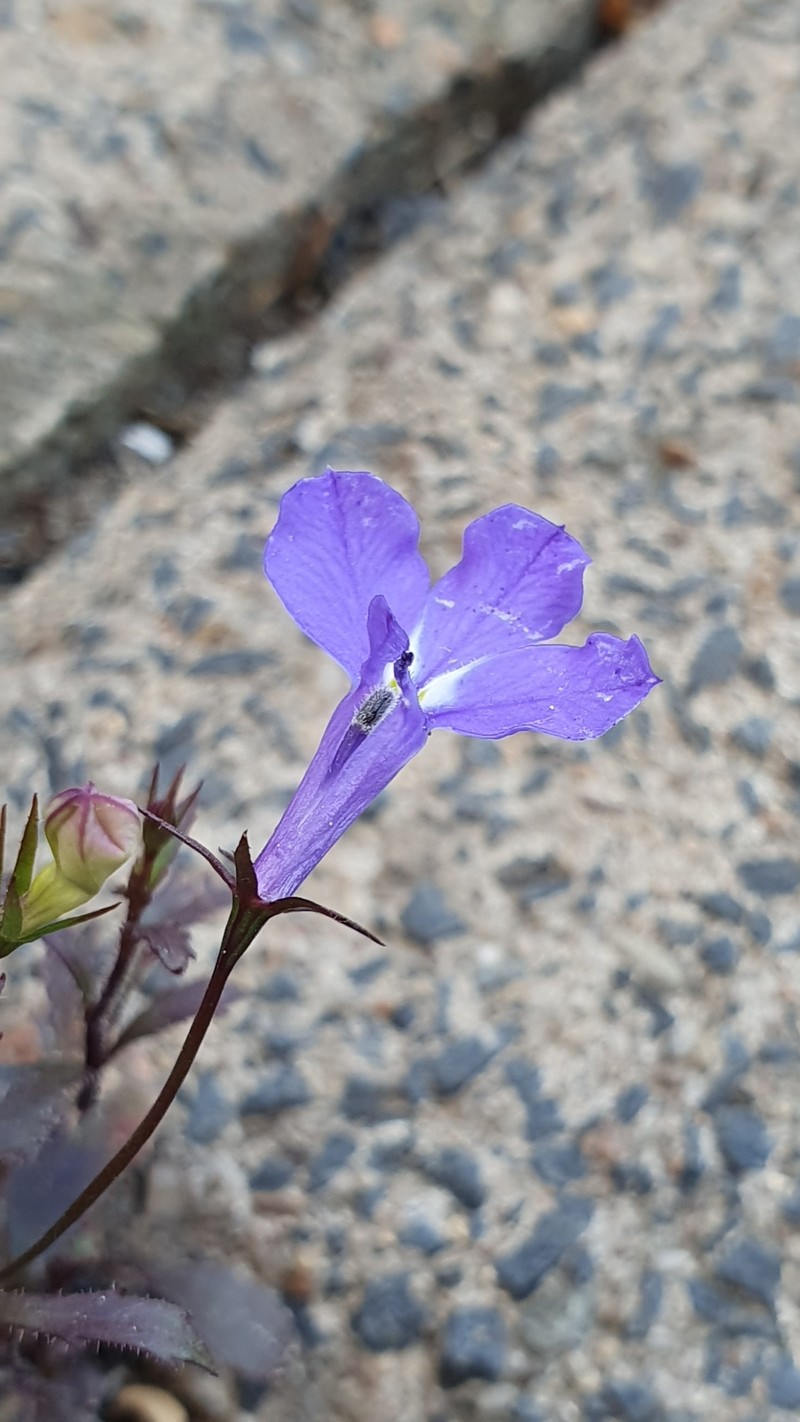 Edging Lobelia photo 3