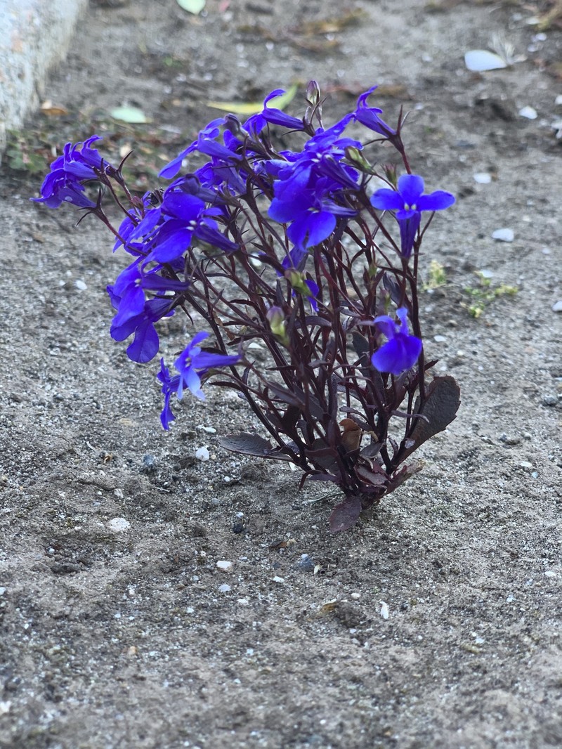 Edging Lobelia photo 4