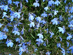 Edging Lobelia