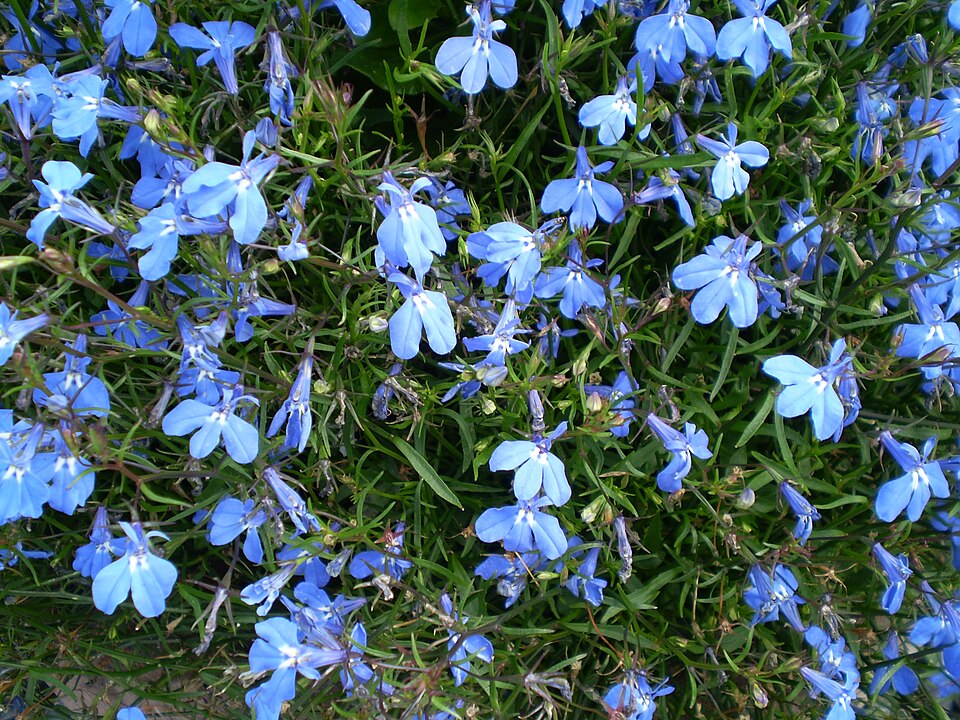 Edging Lobelia photo 6