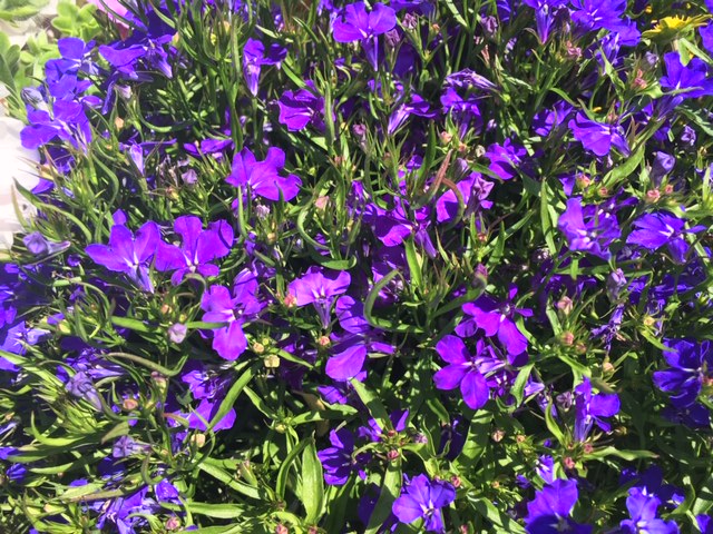 Edging Lobelia photo 7