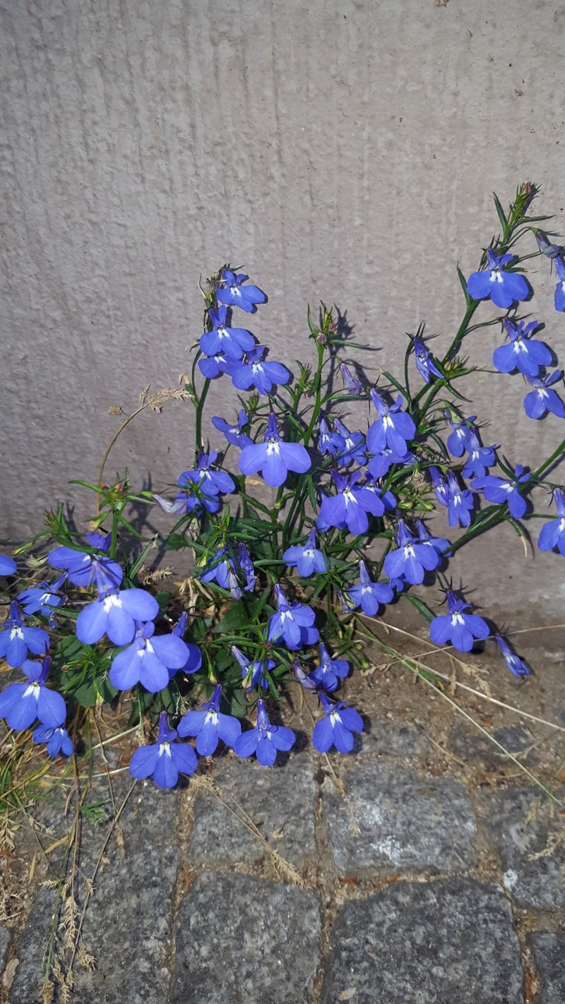 Edging Lobelia photo 8