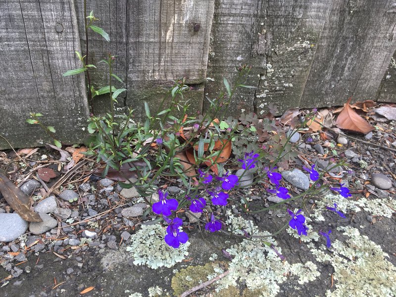 Edging Lobelia photo 9