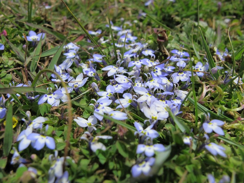 Lobelia erlangeriana