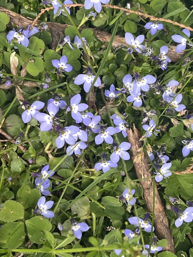 Lobelia erlangeriana photo 2