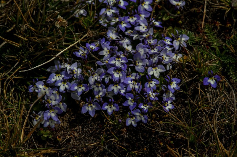 Lobelia erlangeriana photo 3