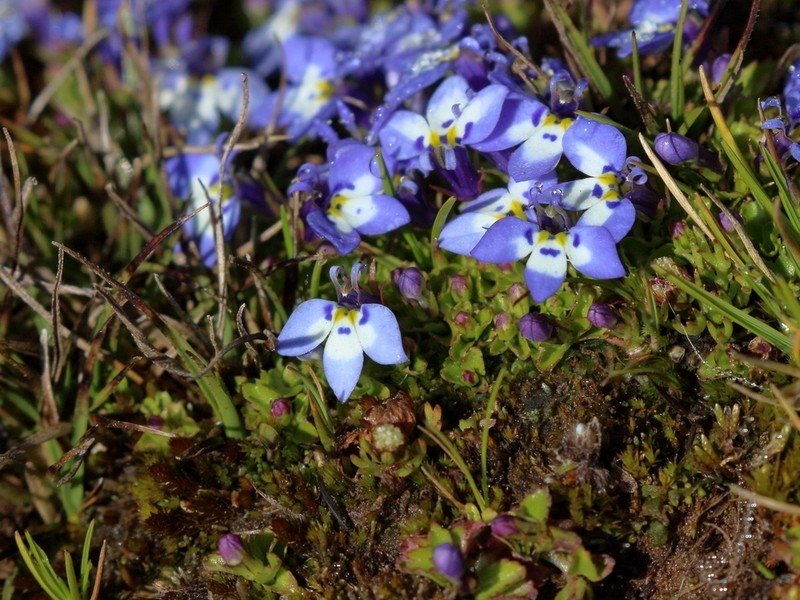 Lobelia erlangeriana photo 4