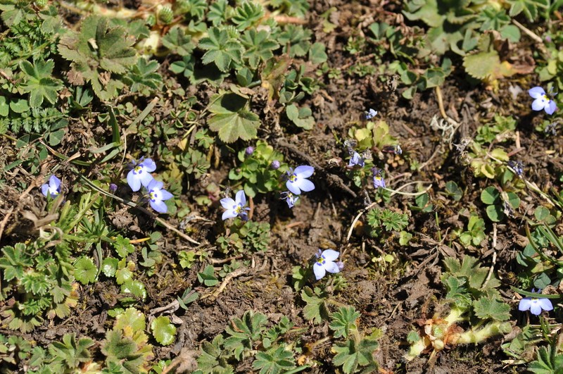 Lobelia erlangeriana photo 5