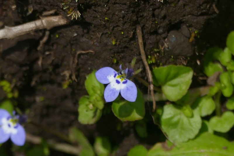Lobelia erlangeriana photo 6